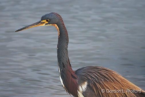 Tricolor Closeup_40925.jpg - Tricolored Heron (Egretta tricolor)Photographed along the Gulf coast near Rockport, Texas, USA.